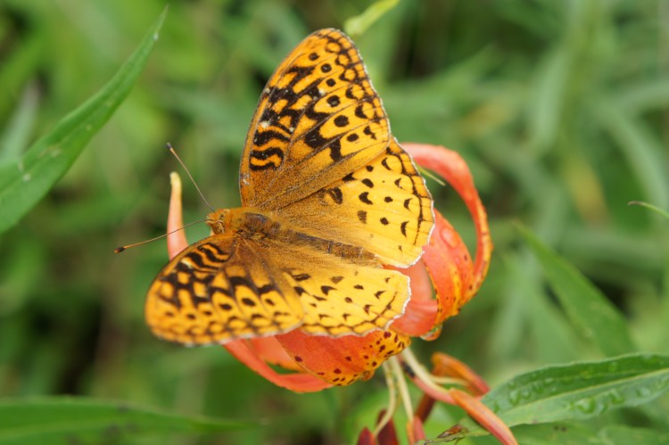 Great Spangled Fritillary on Michigan Lilly- Blue Heron Ministries