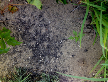 Badger Barrens and lupine seeds scattered on the ground   6_17_2016 002 Fred Wooley