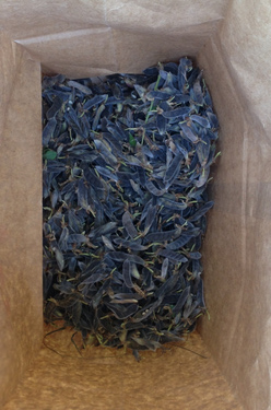 Badger Barrens lupine seed in the bag 6_17_2016fjw  photo 2 Fred Wooley