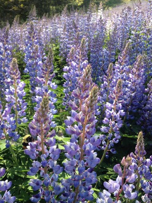 July 2016 lupine by Fred Wooley