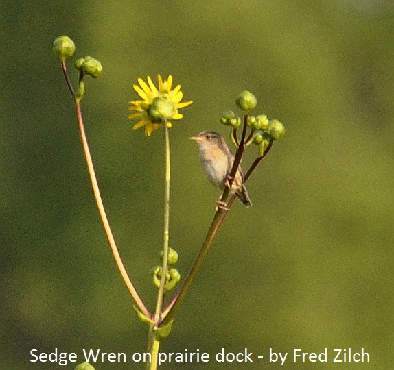 Sedge Wren 3