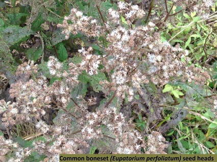 boneset-2-october-2016