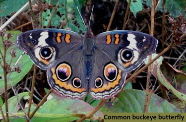 common-buckeye-butterfly-3-october-2016