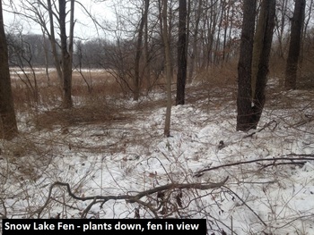 snow-lake-fen-plants-down-fen-in-view