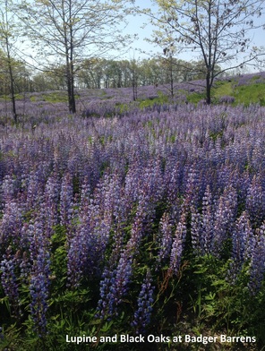 lupine-and-black-oaks-at-badger-barrens