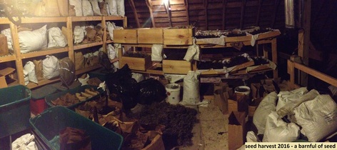 seed-harvest-2016-a-barnful-of-seed-3