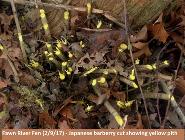 cut showing yellow pith