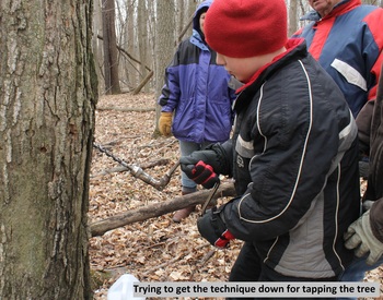 tapping a tree