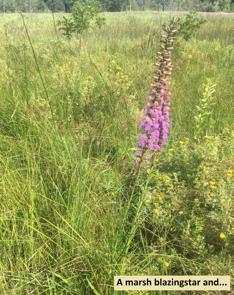 1.a marsh blazingstar
