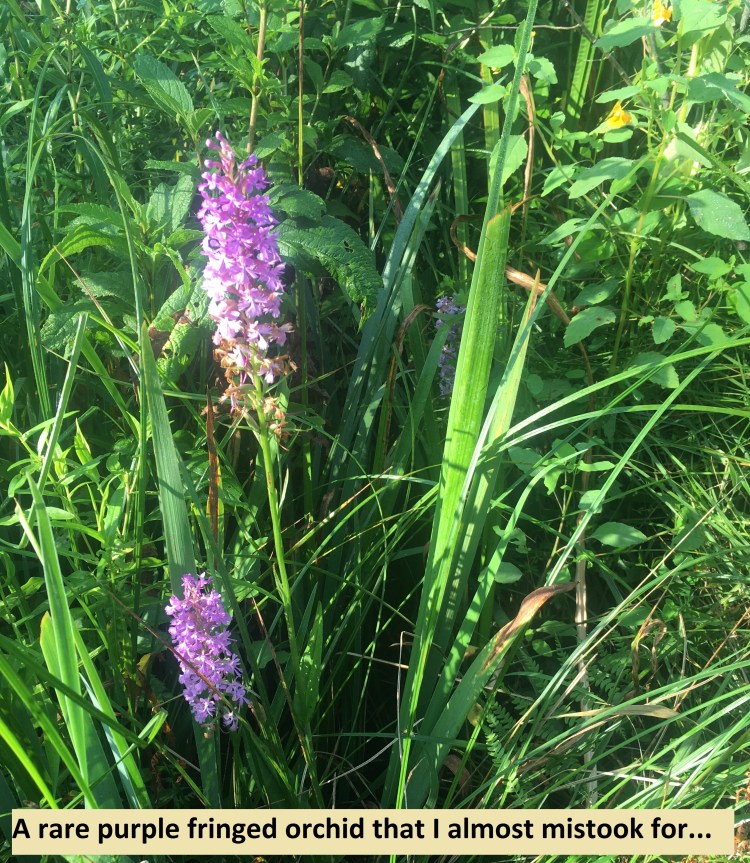 2...rare purple fringed orchid that I almost mistook for...