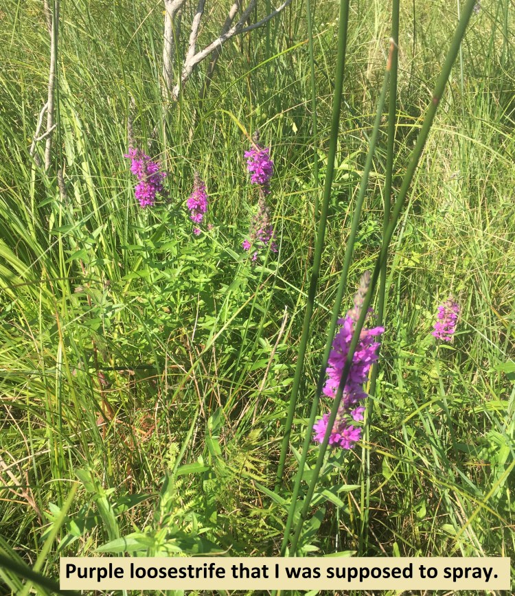 3.... purple loosestrife that I was supposed to spray.