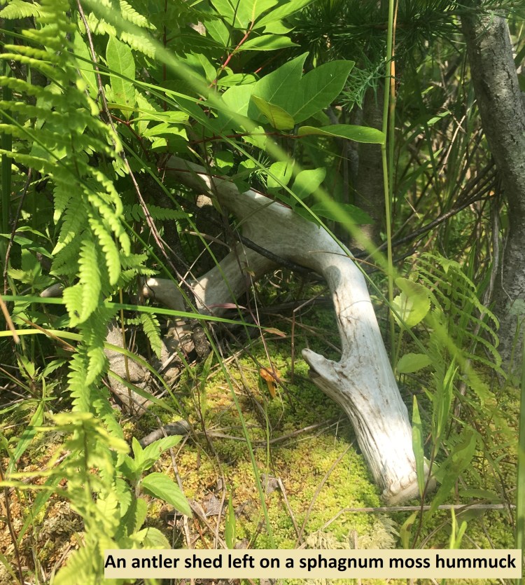 an antler shed left on a sphagnum moss hummuck