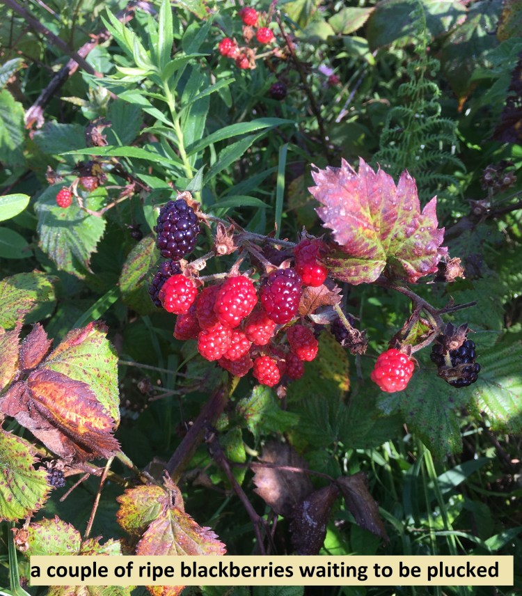 couple of ripe blackberries waiting to be plucked