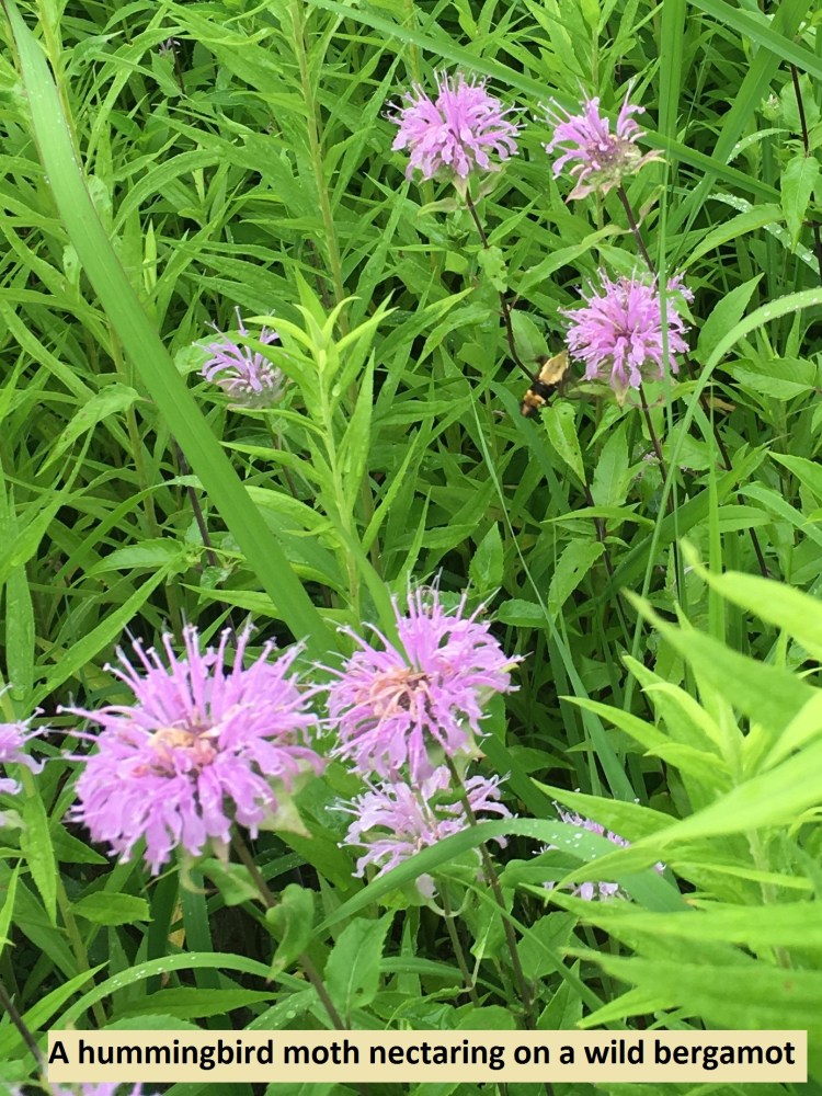 hummingbird moth nectaring on a wild bergamot