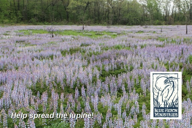 lupine vp