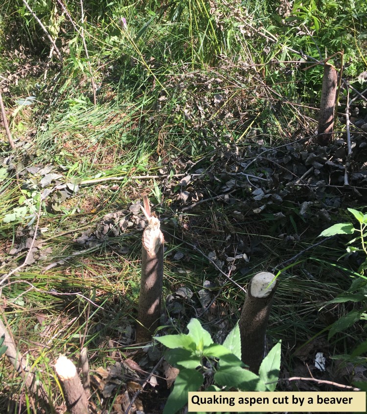 quaking aspen cut by beaver