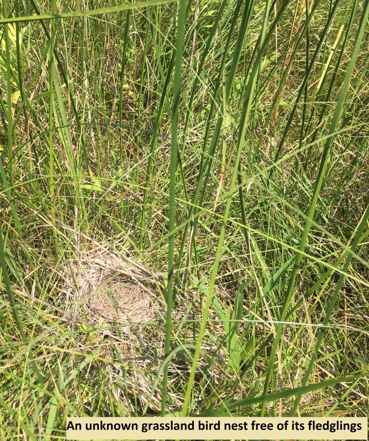 unknown grassland bird nest free of its fledglings