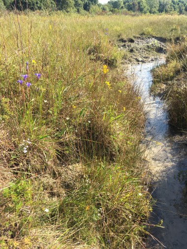 A spring run cuts through the peat at Nasby Fen (2)