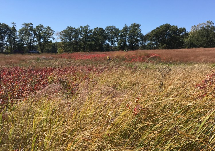 Blue Herons scatter at the Tri-State Airport prairie remnant to gather this fall's seed.