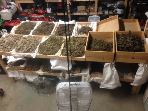 Seeds in drying bins in BHM Barn 10_29_2019 by Fred Wooley