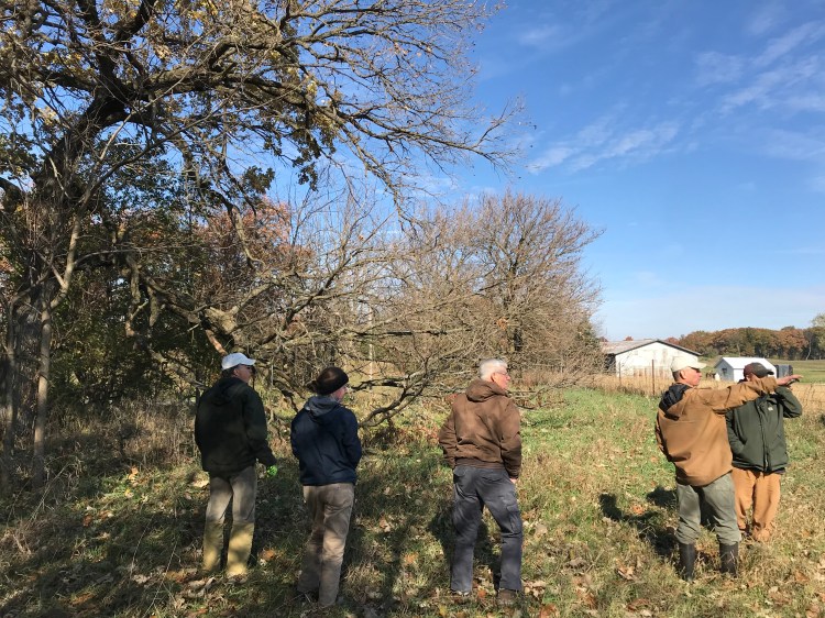 Kauffman Farms bur oak on the first of November by shelby holsinger