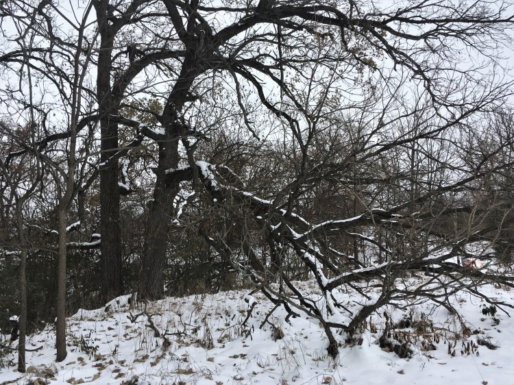 The Kauffman Farms bur oak set against this year's first snow by Nate Simons