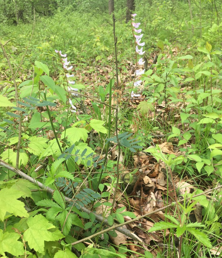 Pale vetchling peavine is doing well in the open oak woods of Mirror Lake
