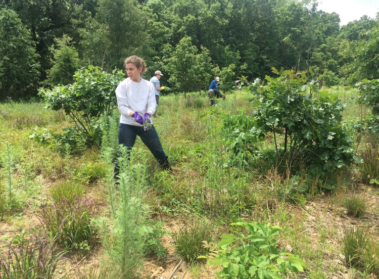 Volunteers pull the weedy hairy vetch at Badger Barrens Sanctuary