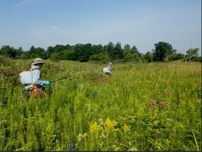 Field Steward Internship 2020