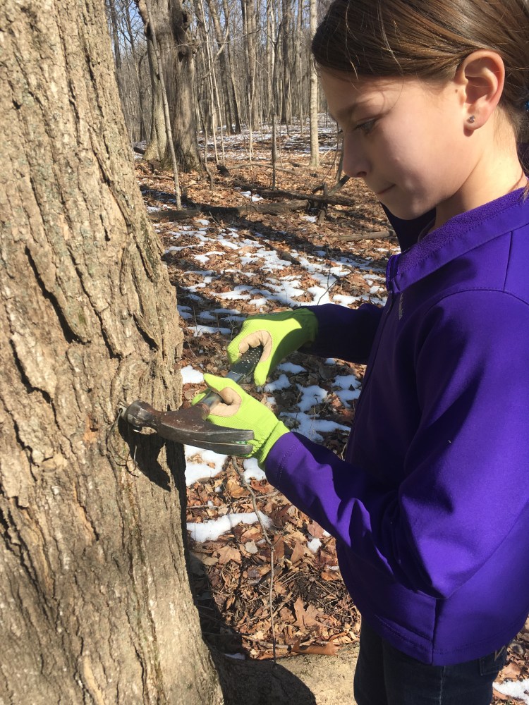 Alexis tapping a spile