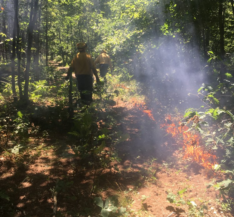 Members of the Blue Crew string fire in an oak woods in Newaygo County Michigan to stimulate Karner Blue Butterfly habitat