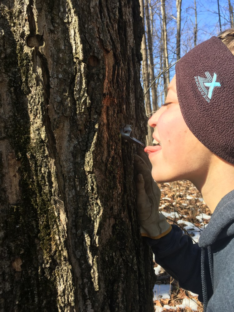 Olivia Conklin taste testing the first sap