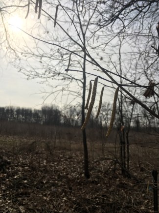 male hazelnut catkins dancing in the spring breeze