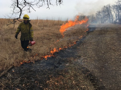 On a rare Sunday afternoon opportunity, Emily strings a line of fire during our annual prescribed fire at Tri-State Airport's prairie remnant