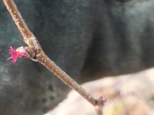 the easily-overlooked female hazelnut flower